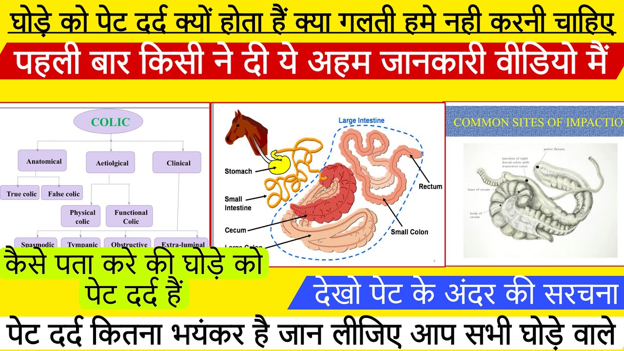 घोड़े को पेट दर्द क्यों होता है क्या गलती हमें नहीं करनी चाहिए जानिए इस महत्वपूर्ण वीडियो में !