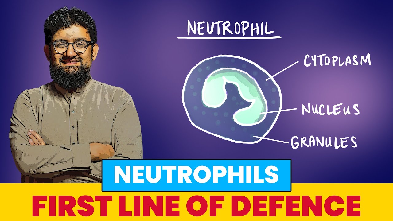Second Line of Defence Neutrophils