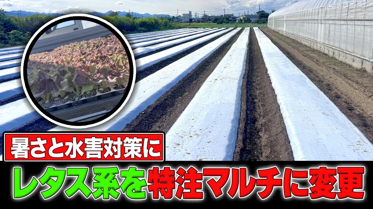 【レタス栽培】暑さと水害対策ができる特注マルチで栽培したらどうなる？