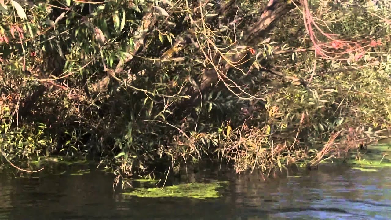 Sebes-Körös folyó