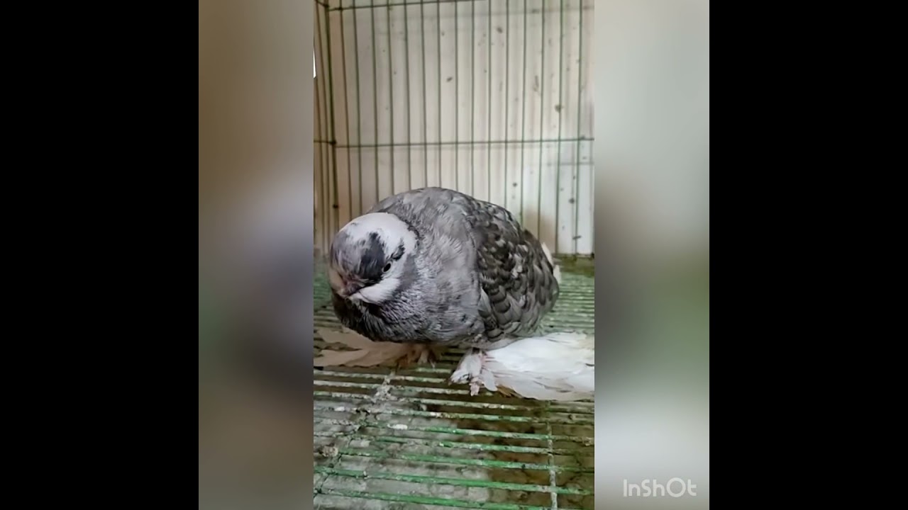 مرض الكوكسيديا عند الحمام والدواجن والفرق بينه وبين السلامونيلا وعلاجه والوقايه منه