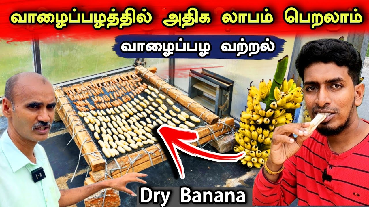 இனி வாழைப்பழங்களை வீணாக எறிய தேவையில்லை 🍌😍👌 High profit from dry banana 😊