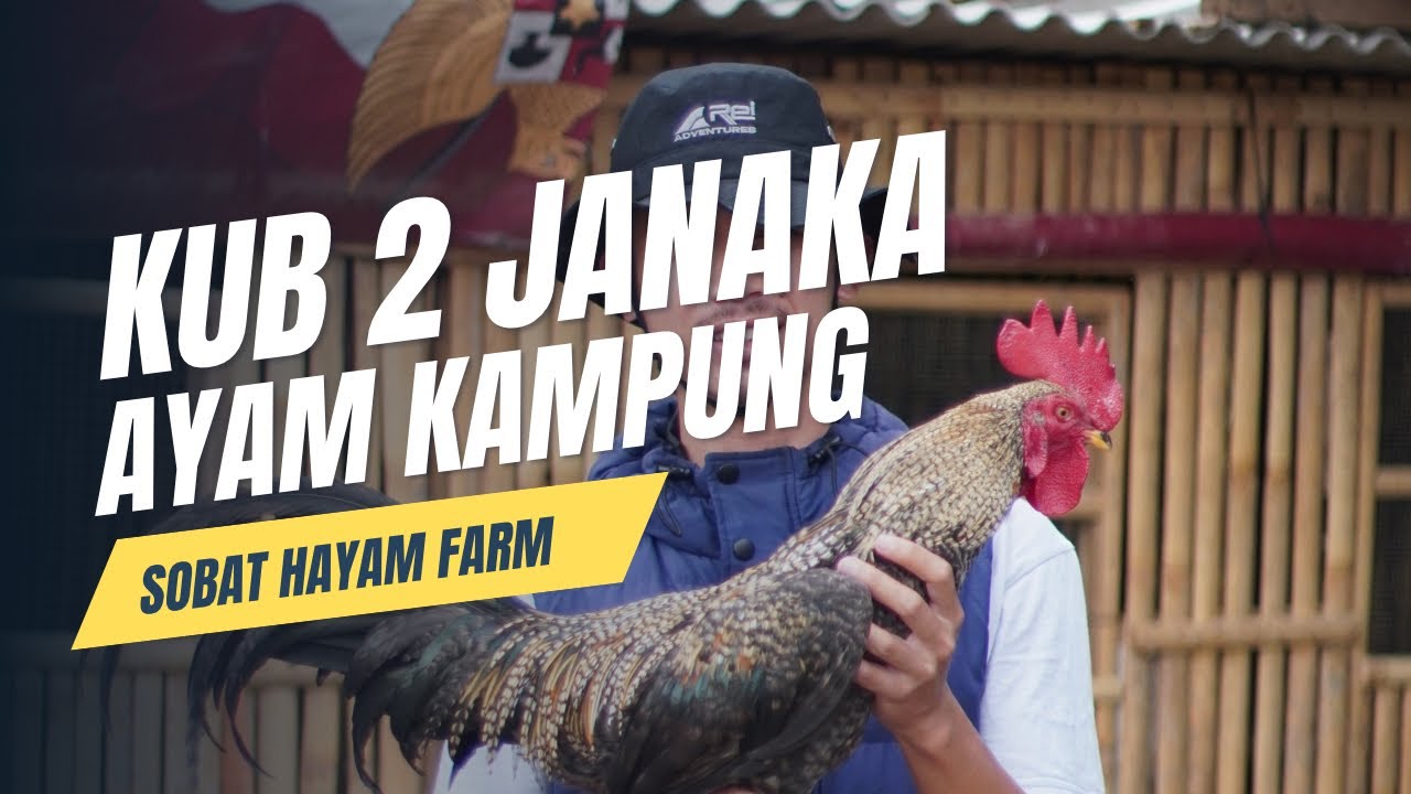 KUB 2 Janaka Chicken: A Smart Farmer's Solution, Fast Harvest & High Profits