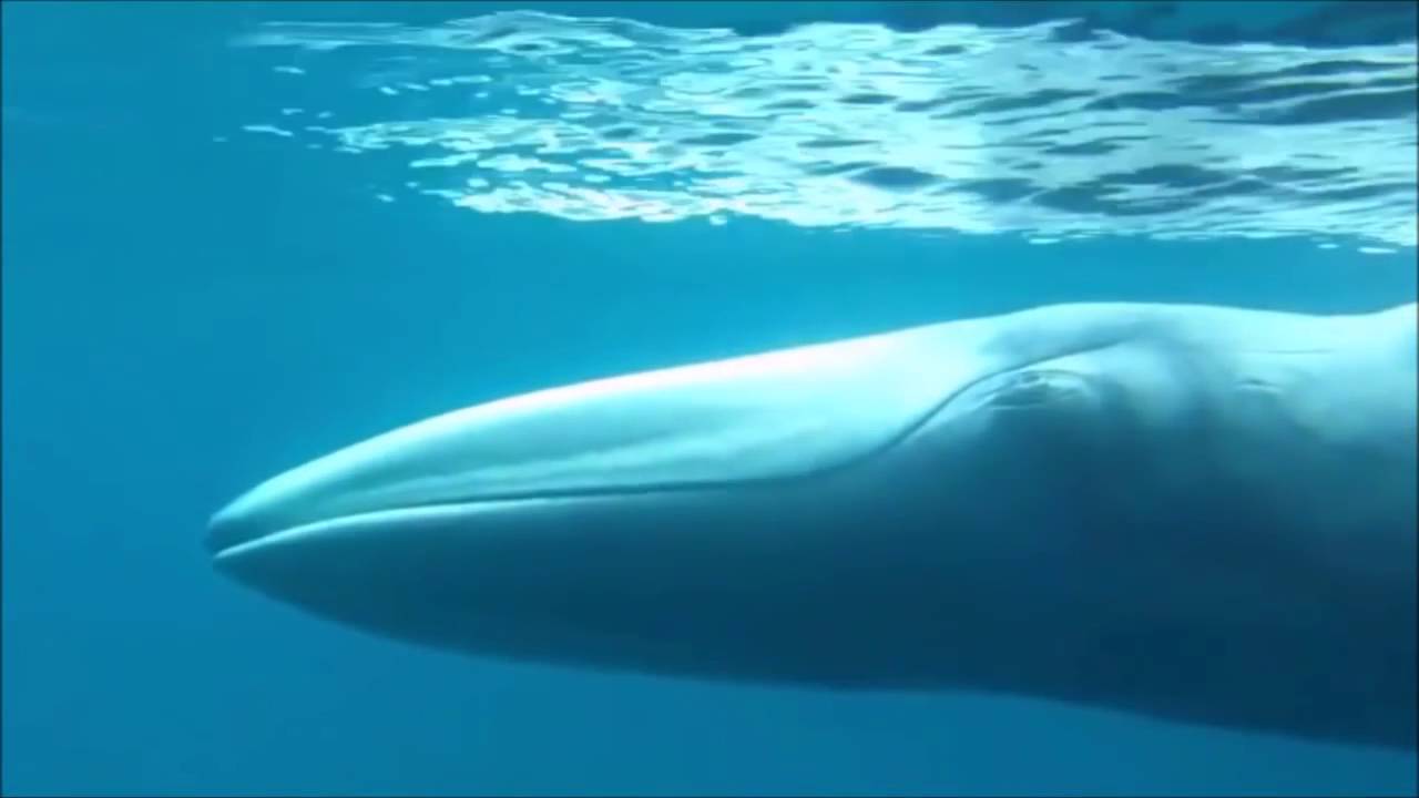 Omura's whale The first film in history 2015