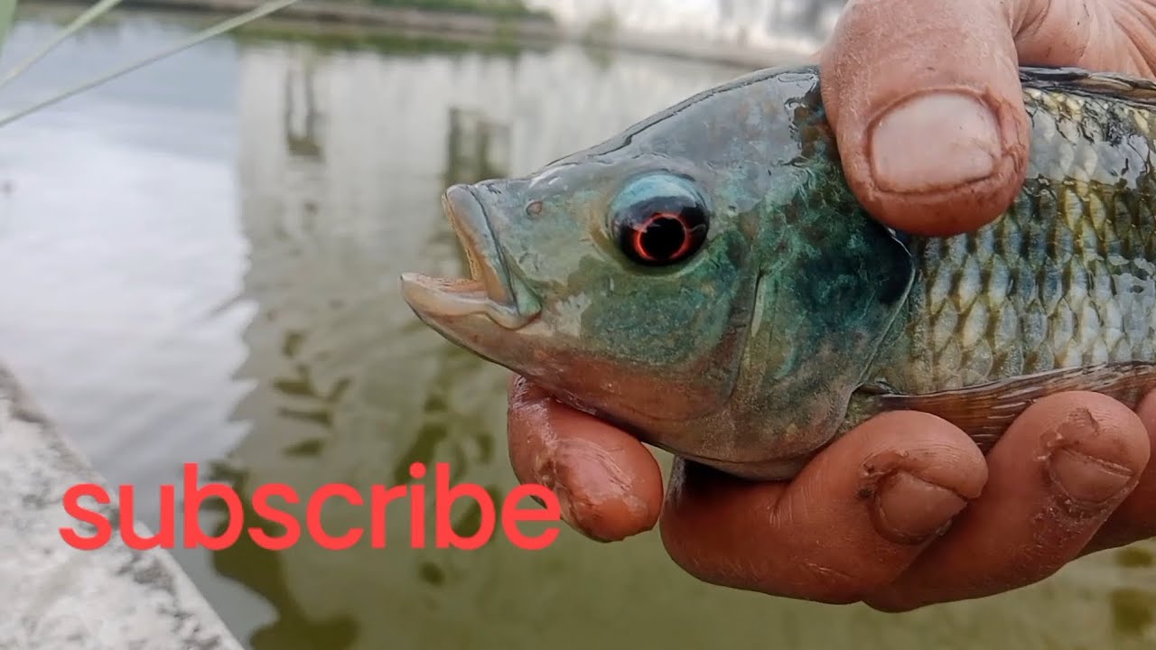 Harus dirilis  Mantab tarikanya   ikan nila babon.. 