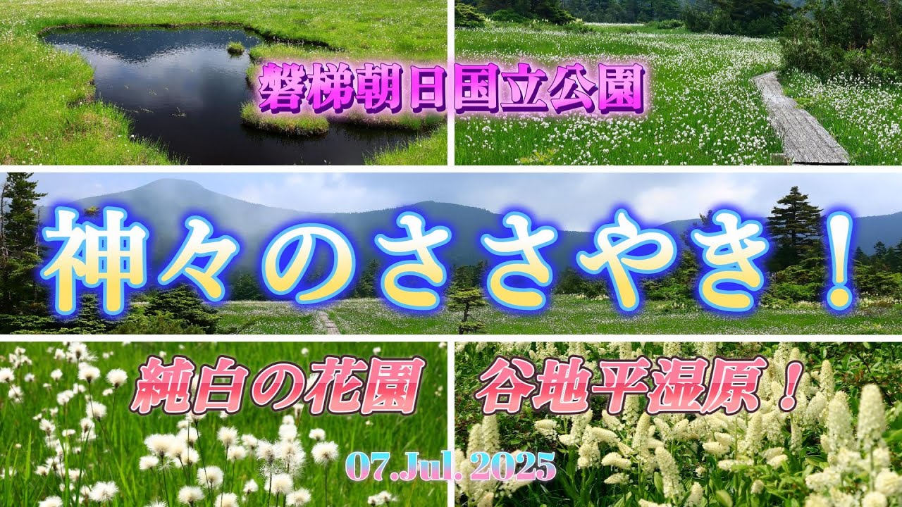 神々の庭、谷地平湿原2025！