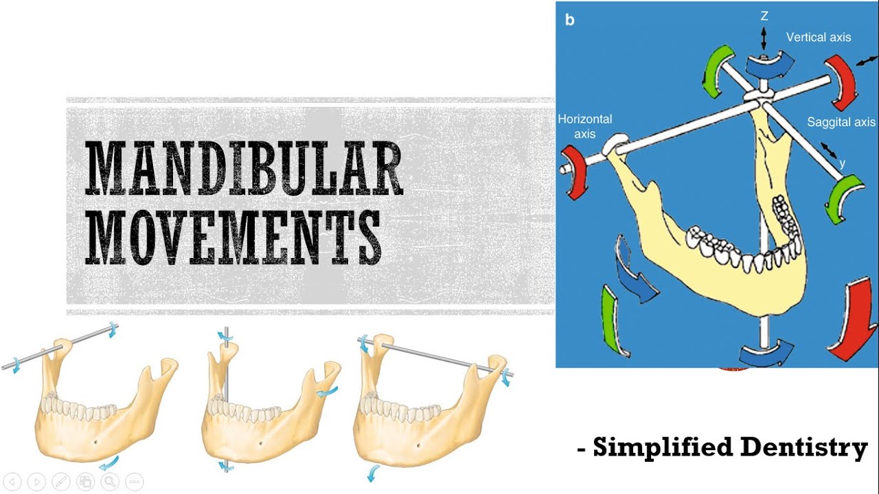 Mandibular Movements