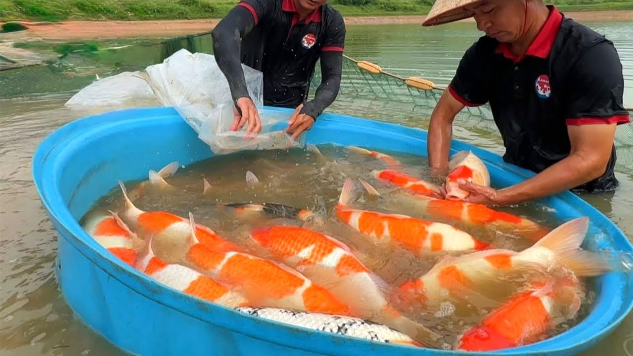 Breeding The Most Expensive Koi Fish In The World!