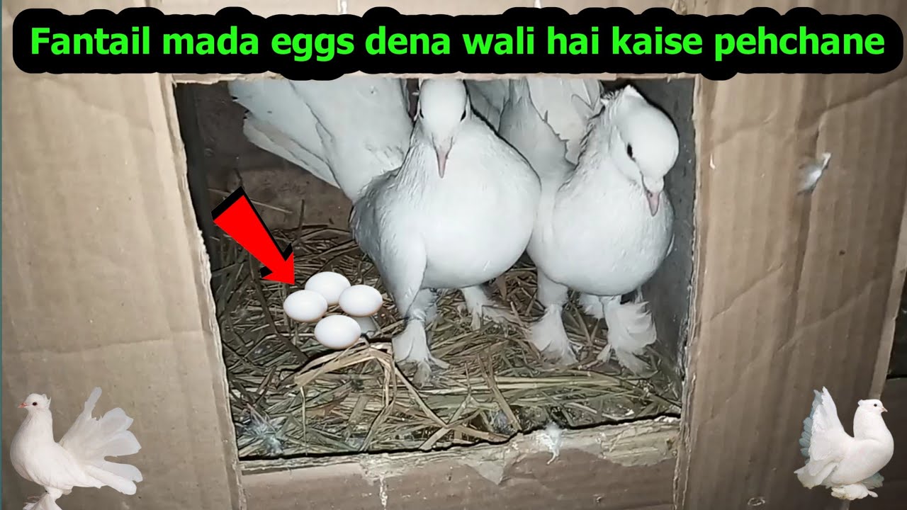 fantail mada eggs dena wali hai kaise pehchane..? || Fantail Pigeon Eggs Problem