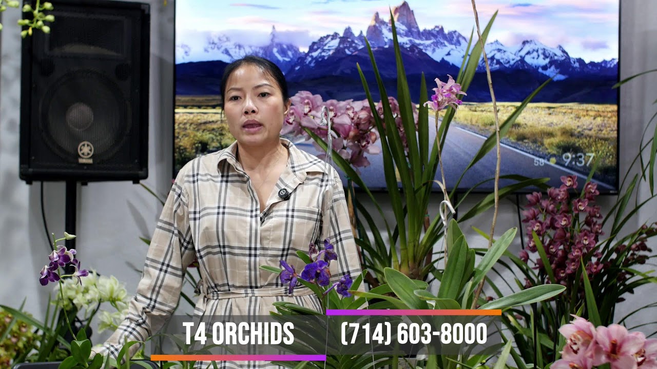 T4 Orchids ~ Livestream Jan 15, 2026 ~ Bán & Trao Đổi Tất Cả Giống Lan Sưu Tầm ~ (714) 603-8000