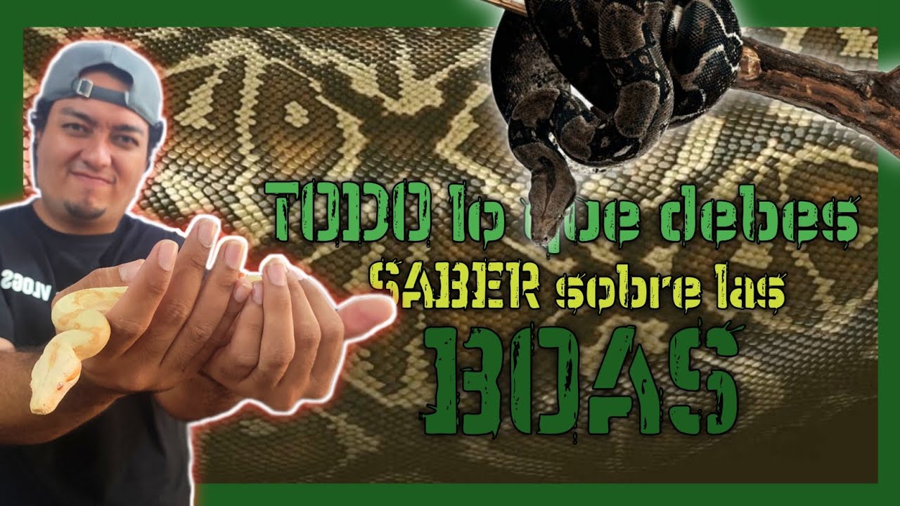 VISITANDO P.I.M.V.S. Quinto Sol En Acapulco 🐍 | BOAS CONSTRICTOR