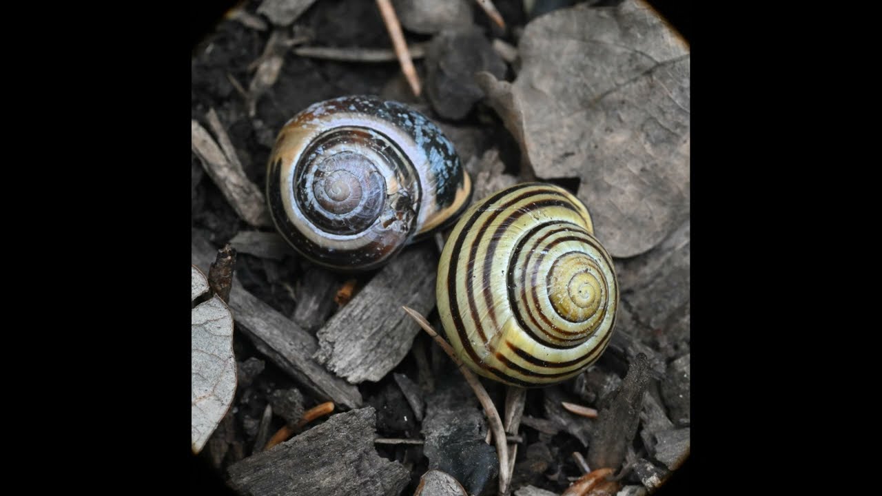 Cepaea nemoralis, Bibio femoratus, Ardea herodias A alba, Meloe angusticollis, Xanthonia decemnotata