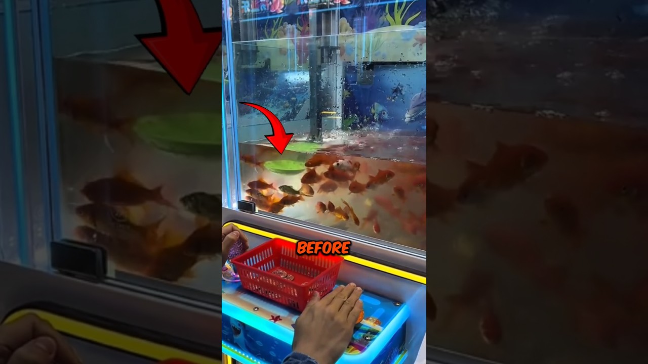 This Claw Machine Gives You a Live Fish as a Prize (📷 : chimcanhhoanganh)