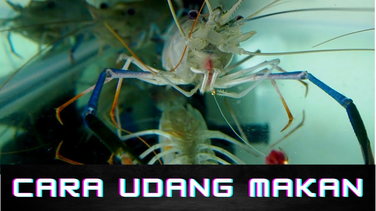 cara udang galah makan umpan (cara mancing udang galah)