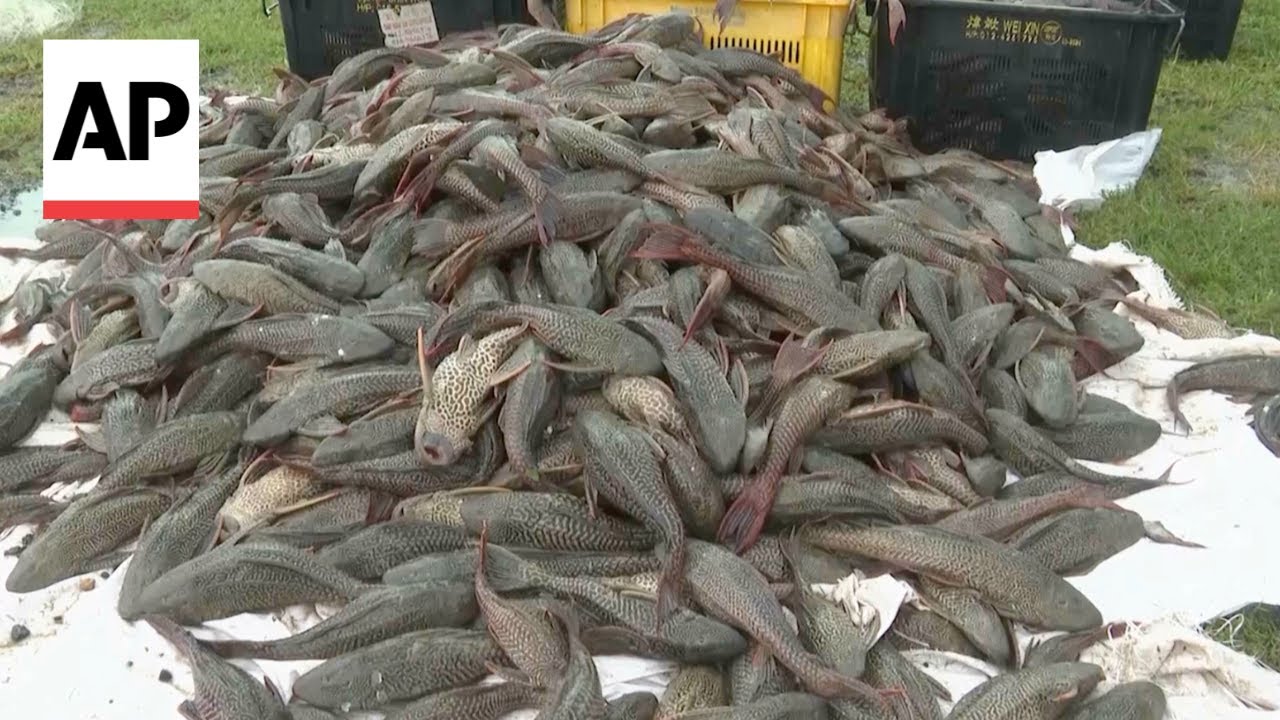 Malaysian fishermen hunt invasive catfish threatening local ecosystems