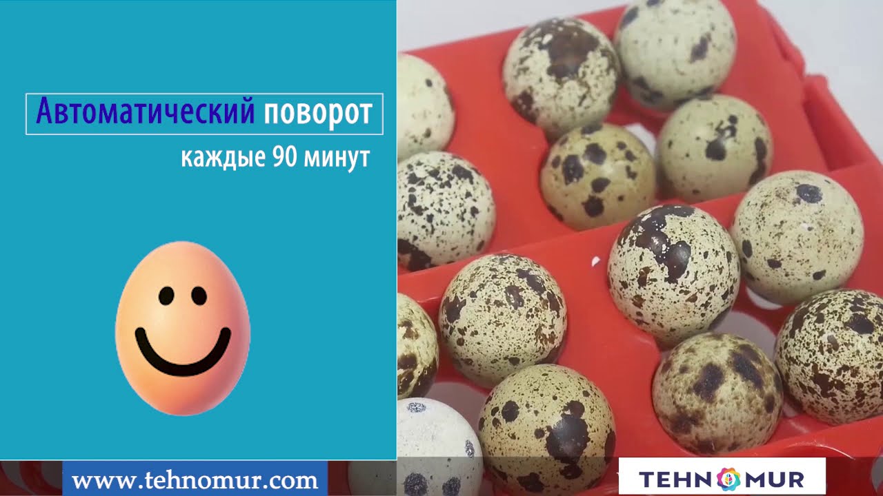 Автоматический инкубатор MS-36/144