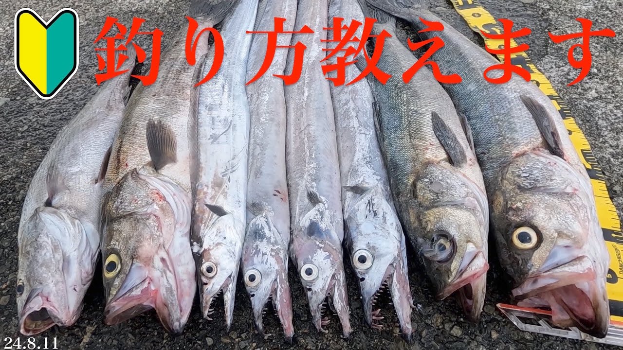【小名浜沖堤防】超簡単！太刀魚の釣り方教えます！これが解れば誰でも釣れる！