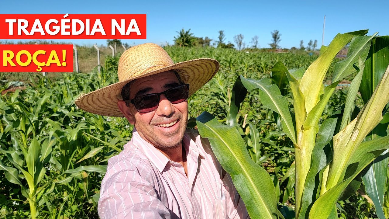 Tragédia na Roça, Perdi TODO o Milho, Veja Como!