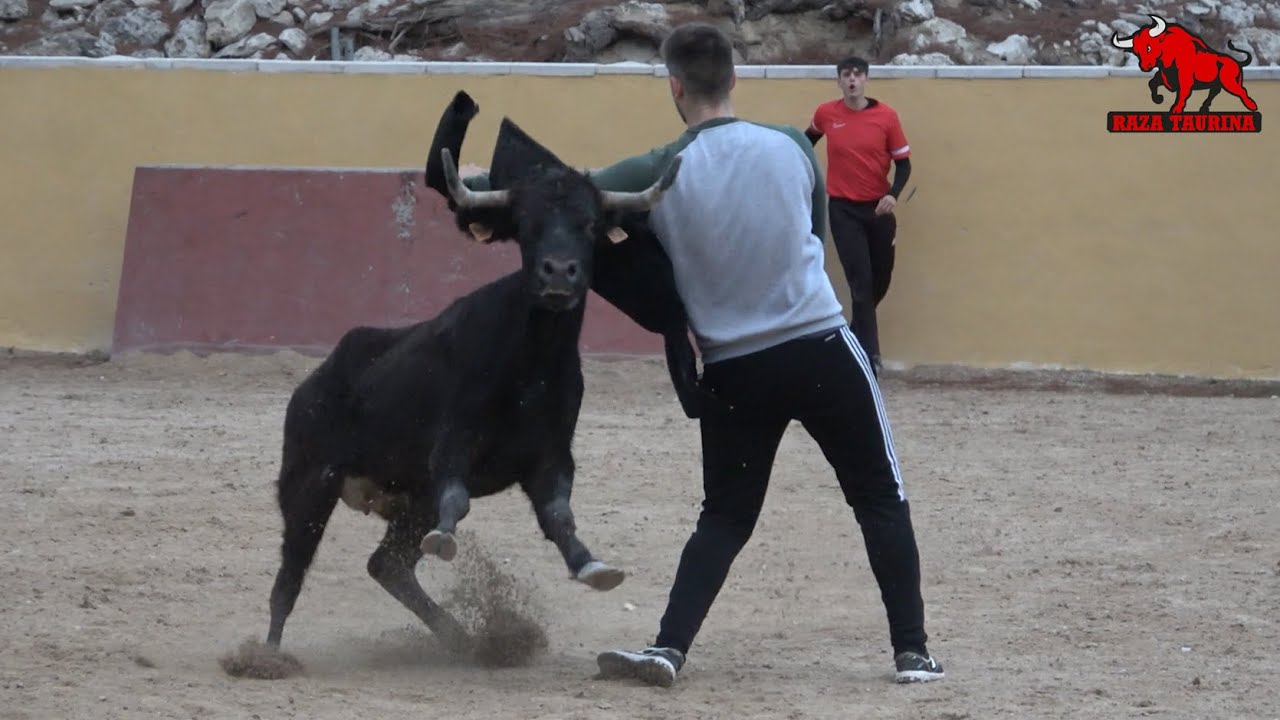 Capea con una vaca de la ganader&iacute;a 