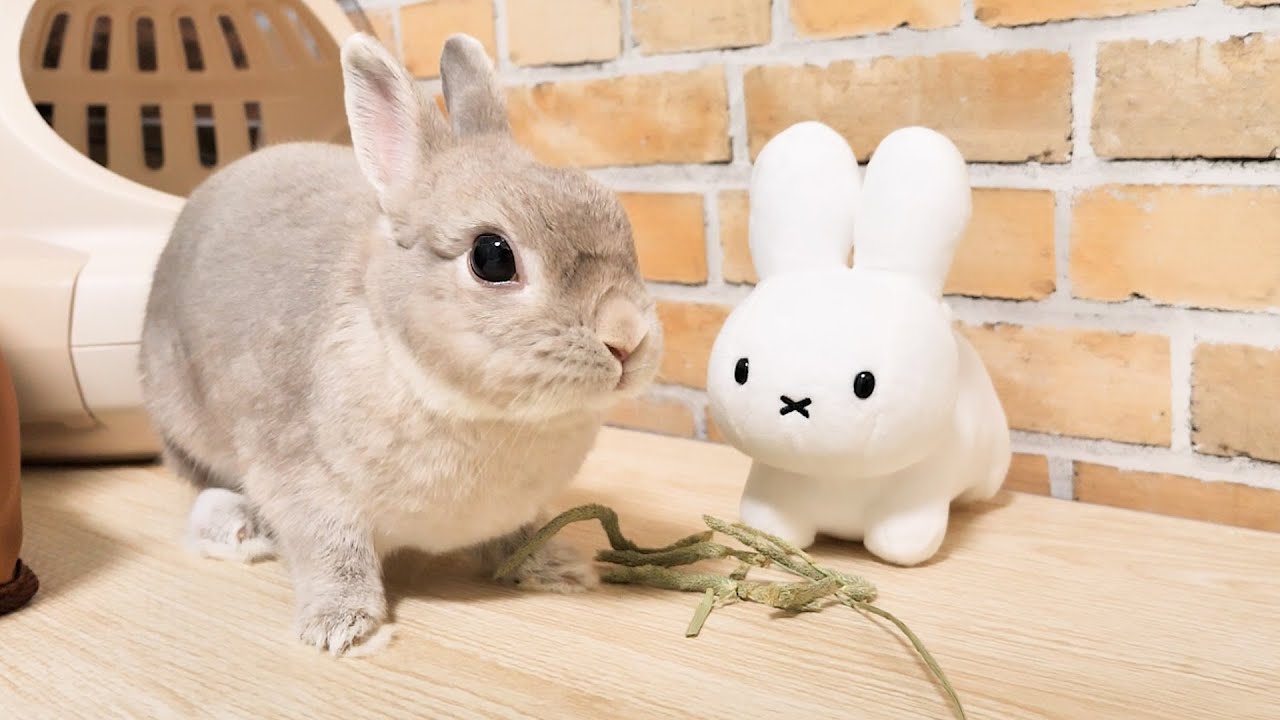 ぬいぐるみがお腹を空かせていると思って牧草を持ってきてあげるうさぎさんが面倒見良過ぎる