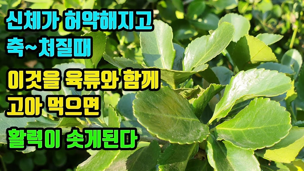 사철나무-무기력하고 축쳐진 몸에, 원기증진과 활력이솟게한다, 강정, 자양강장, 정력강화작용 탁월,  고혈압등 각종 심혈관질환이 예방되고, 관절을 건강히한다