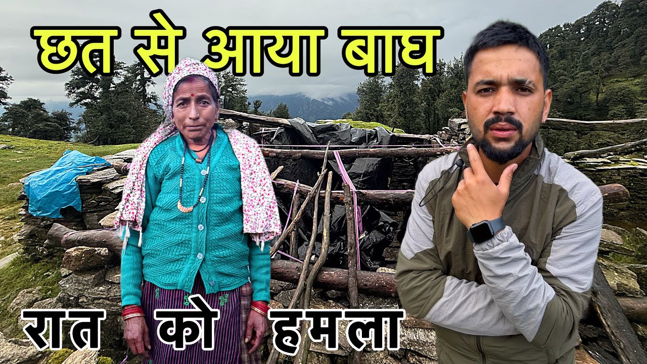 बाघ ने छत से घुसकर मचाई तबाही - 3 गायें मारी गईं, अकेली महिला रात में हमला!