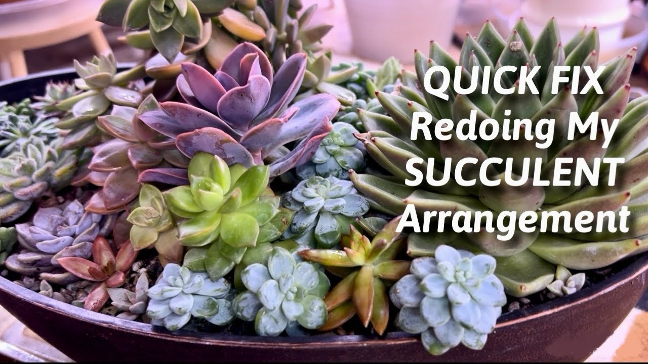 QUICK VIDEO Succulent Arrangement REDO/FIX Using Cuttings to Fill the entire Pot