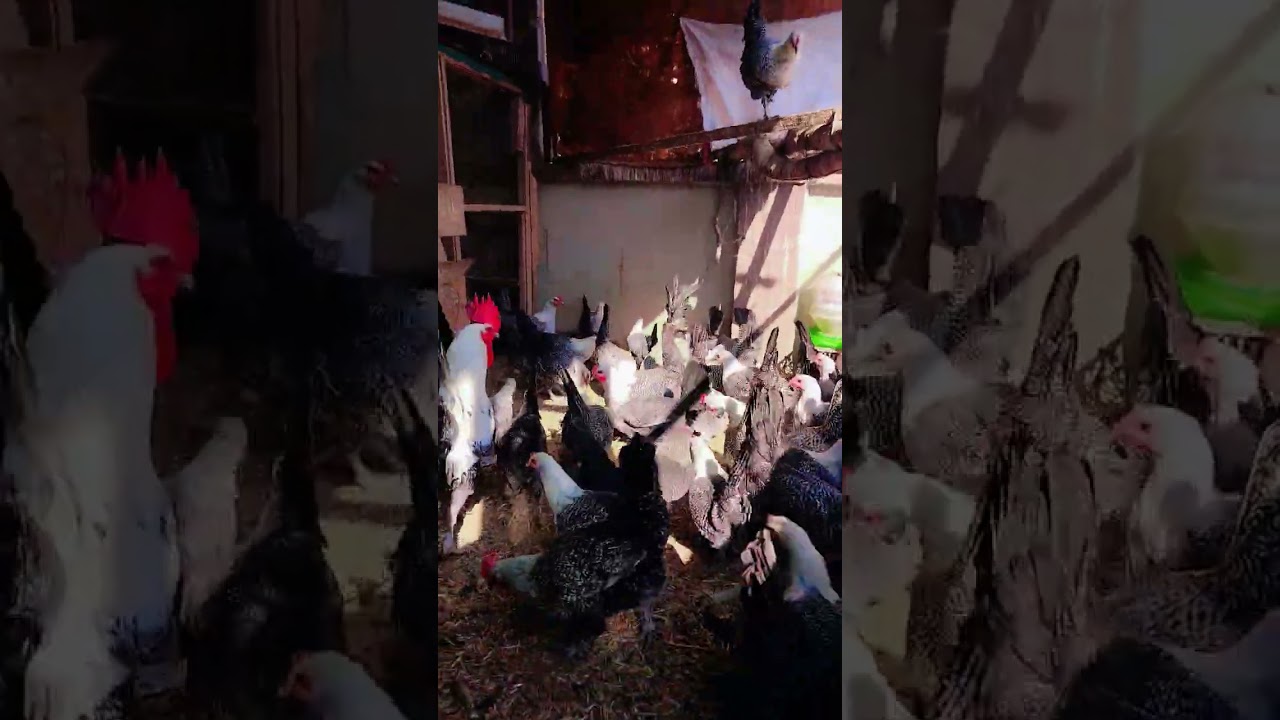 #egyptian