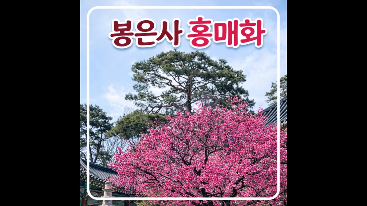 서울 봄꽃 명소 🌸 봉은사 홍매화·산수유 명상 산책 (힐링 걷기)#봉은사 #홍매화 #산수유 #서울봄꽃 #힐링산책 #명상산책 #서울산책