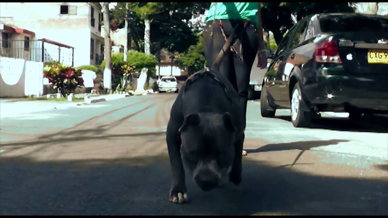 Kenay - Pitbull Blue Nose 1 A&ntilde;o