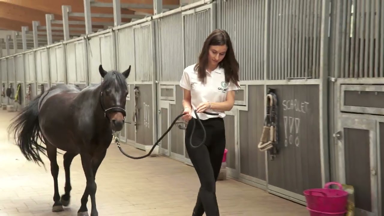 Gillmet Horses - Stajnia Neguero
