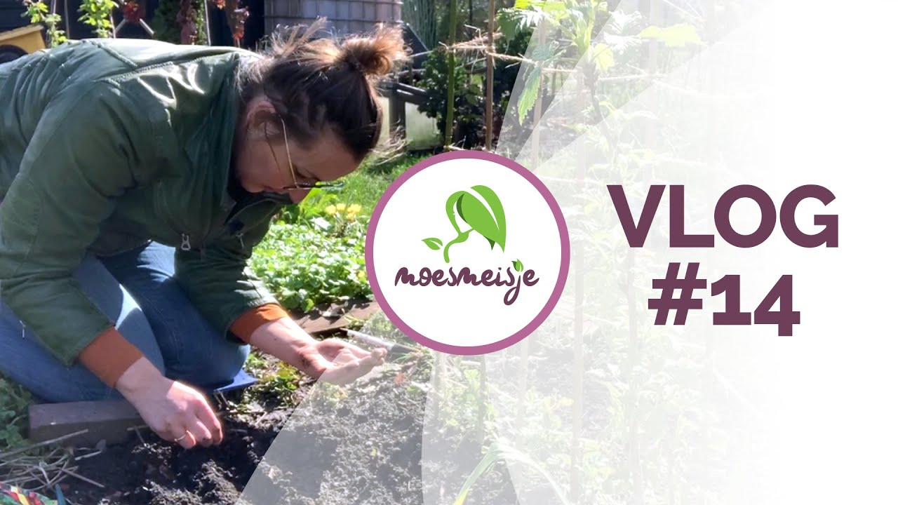 MOESTUIN VLOG #14 | Moestuin voorbereiden zonder spitten | Zaaien in de volle grond in maart