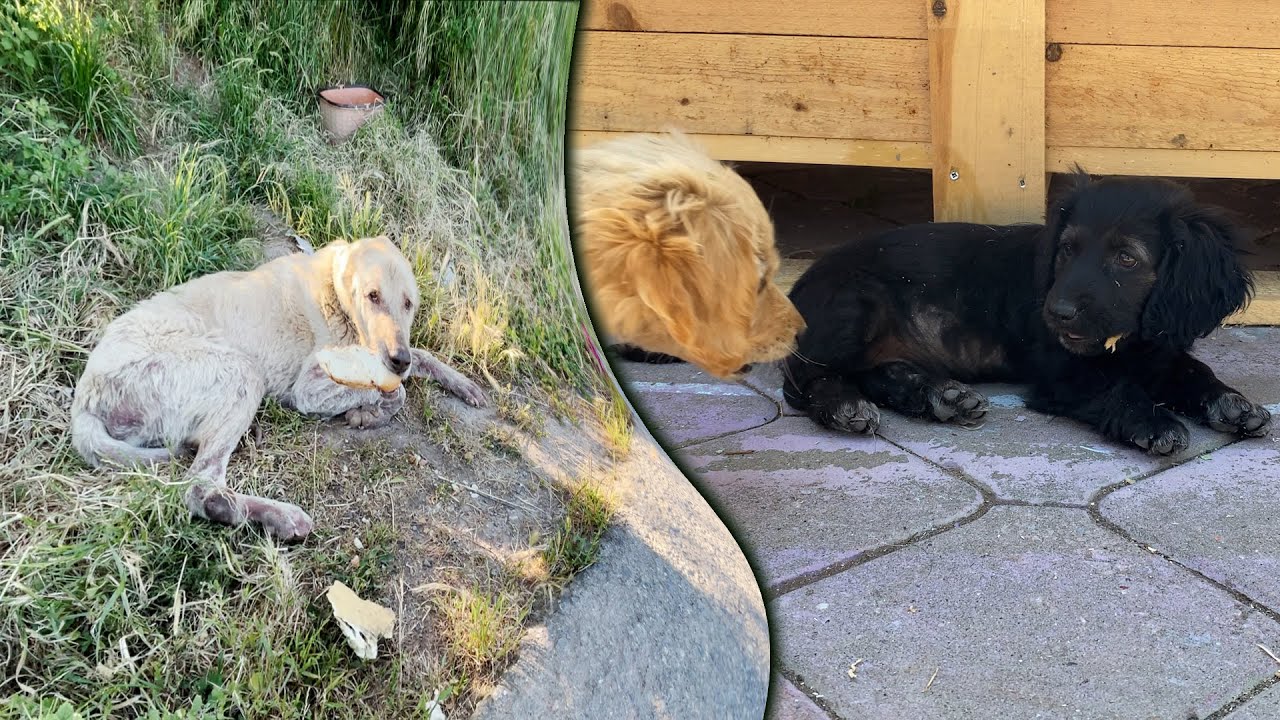 Terk Edilen Dev Kangal Ekmeğini Koruyor | Bebek Cockerların Durumu