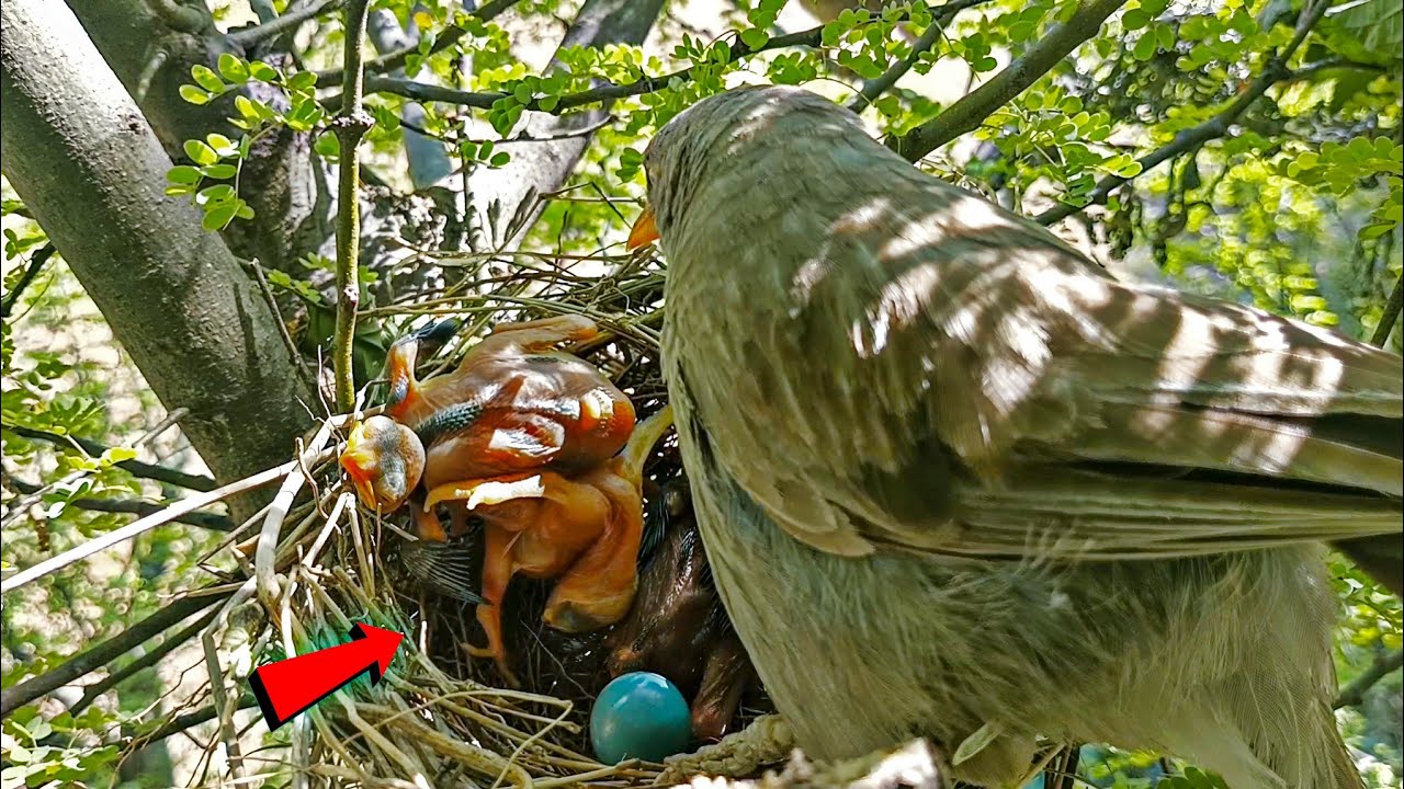 Cuckoo's baby is trying to drop her babies in front of the mother @birdswithme107