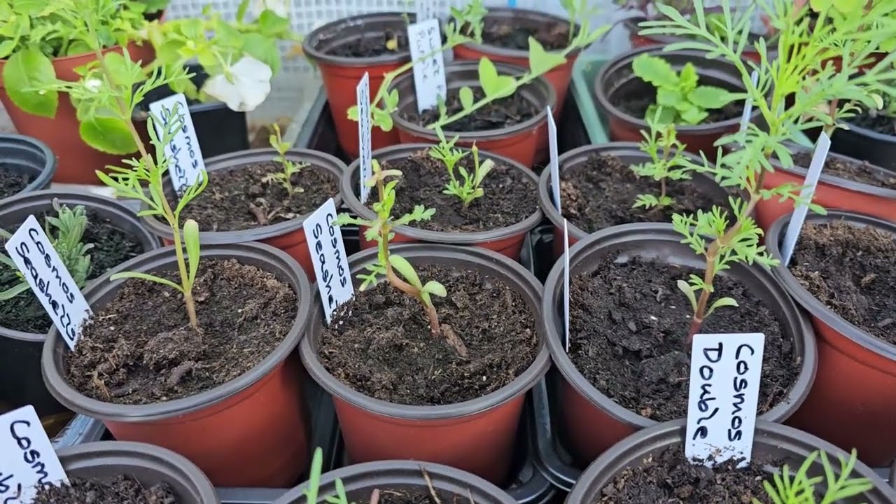 Trimming back the Cosmos