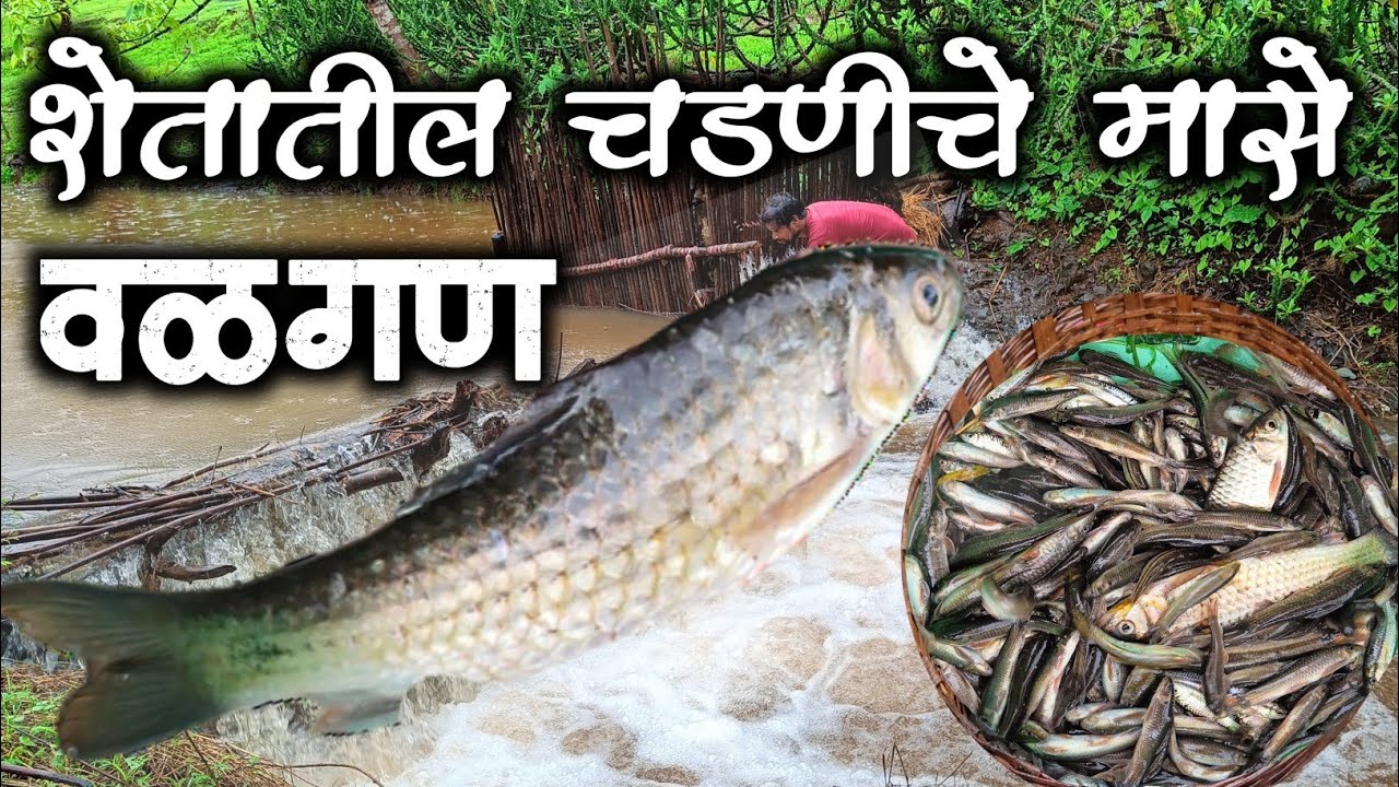 पारंपारिक  पद्धतीने पकडेलेले चडणीचे मासे || Shetatil chadniche mase traditional fishing