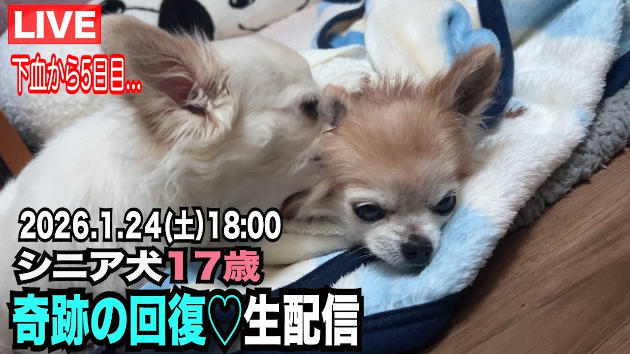 【下血してから5日目、17歳おばあちゃんワンコ奇跡の復活】生配信