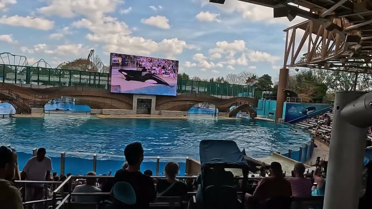 SeaWorld Orca Show Feb 2026