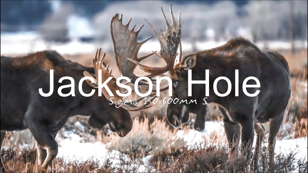 Wildlife Photography with the Sigma 150-600mm S Jackson Wyoming