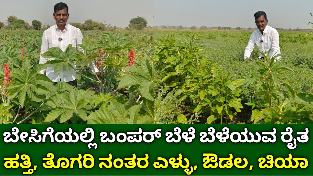 ಬೇಸಿಗೆಯಲ್ಲಿ ಬಂಪರ್ ಬೆಳೆ ಬೆಳೆಯುವ ರೈತ | castor cultivation in kannada | high yield sesame farming