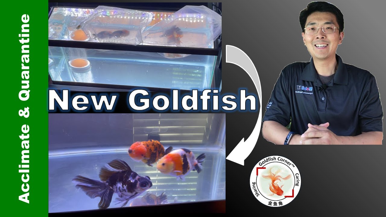 How to Add New Goldfish | Acclimate & Quarantine | Day-by-Day Results👉