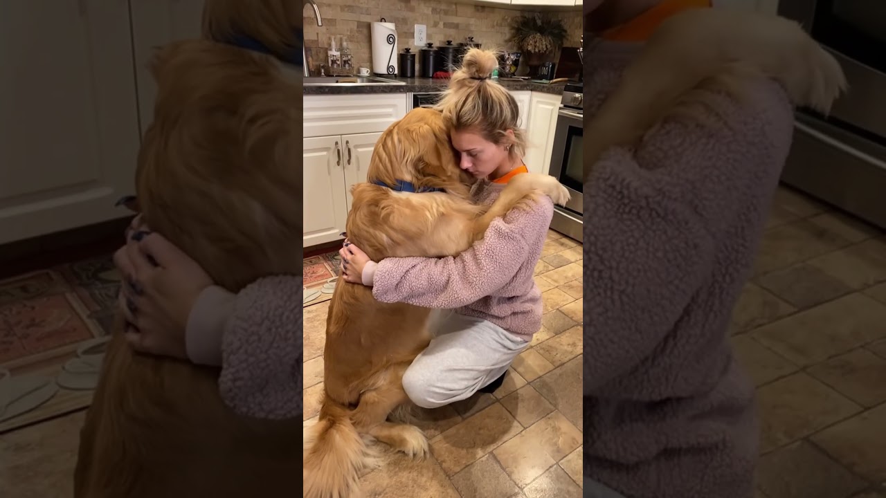 Dogs love their owners very much.