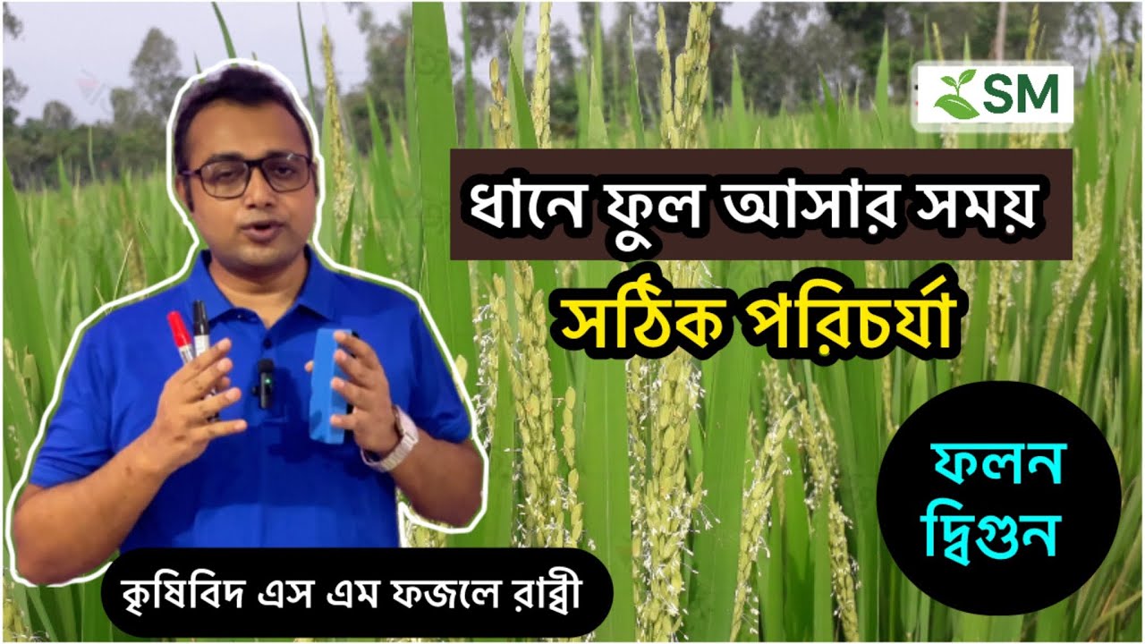 ধানে ফুল আসার সময় সঠিক পরিচর্যা | ধানের ফলন বৃদ্ধির উপায় | Rice Flowering Stage Care Tips ||