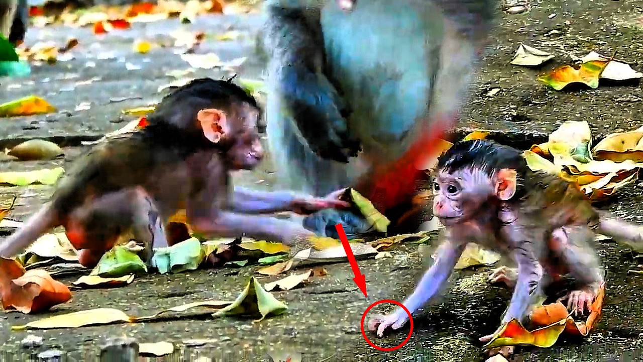Oh my God ... ole MaMa left the newborn baby monkeys, walking shakily on the rocks.