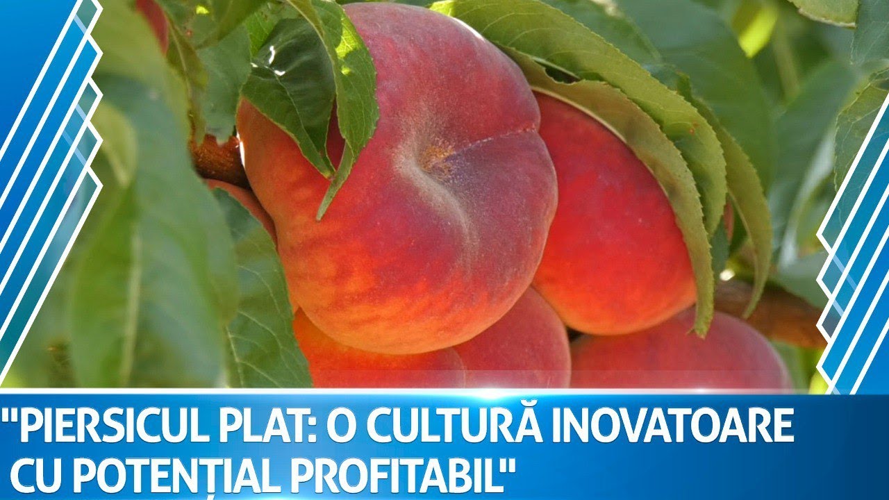 Piersicul plat o afacere profitabilă în Moldova
