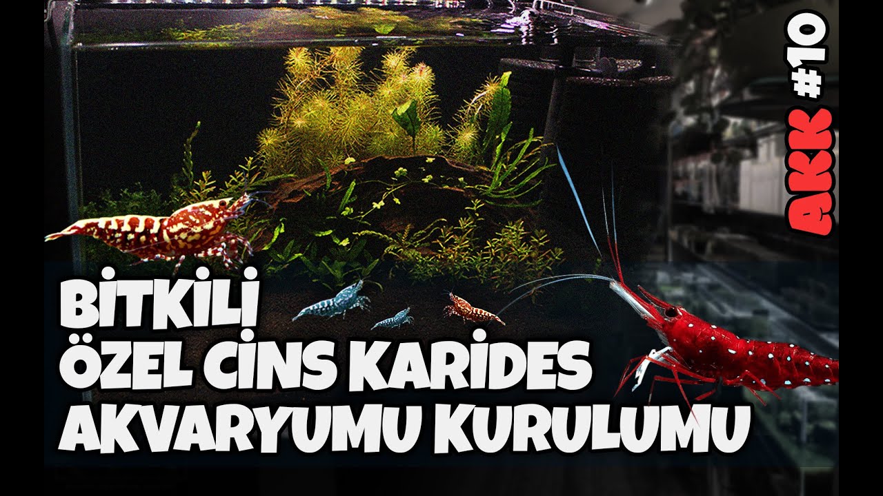 BİTKİLİ KARİDES AKVARYUMU KURULUMU | Özel Cins Karidesler | AKK - 10!