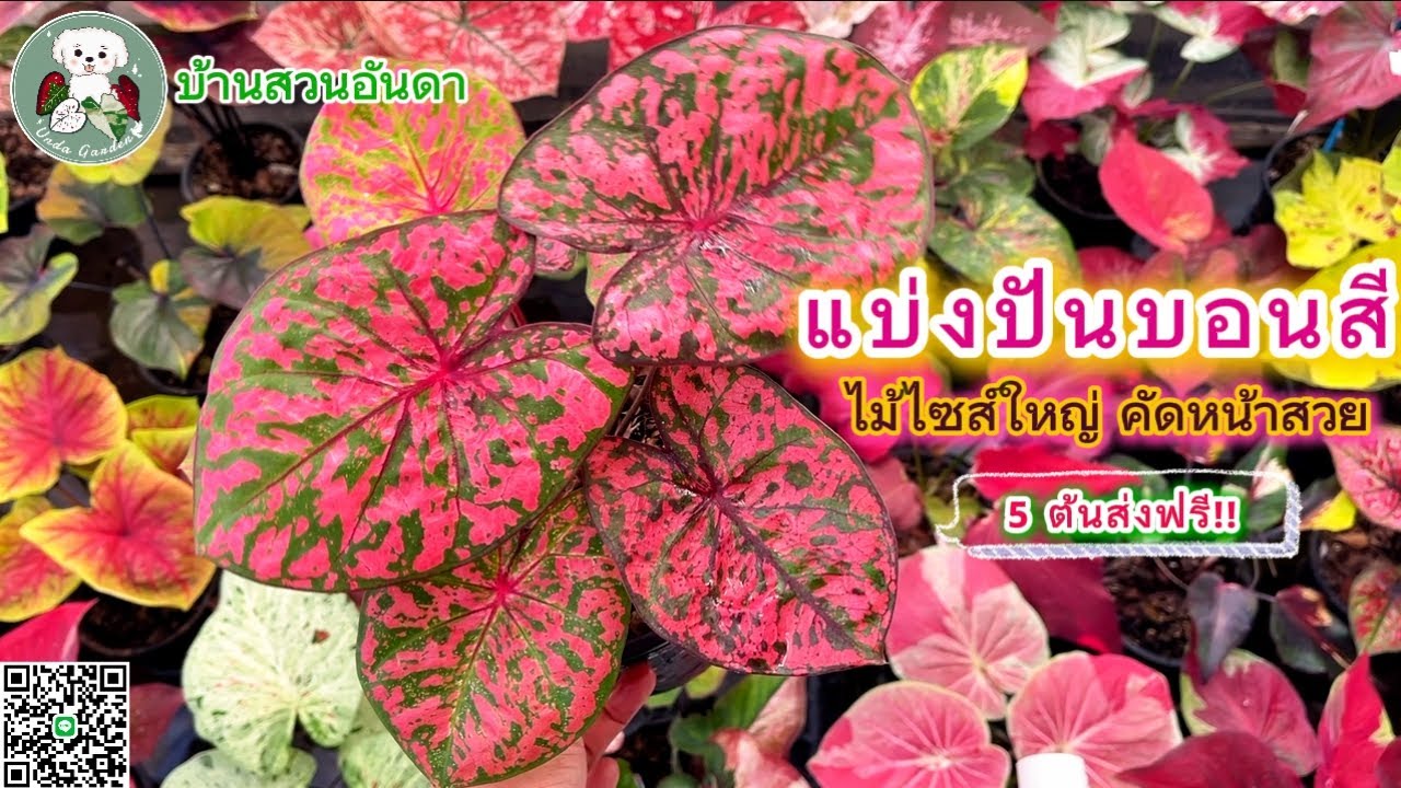 แบ่งปันบอนสีวันที่ 3 ก.พ. 2569 #บอนสี #caladium #garden #plants #ไม้ด่าง #plantlover #shorts 