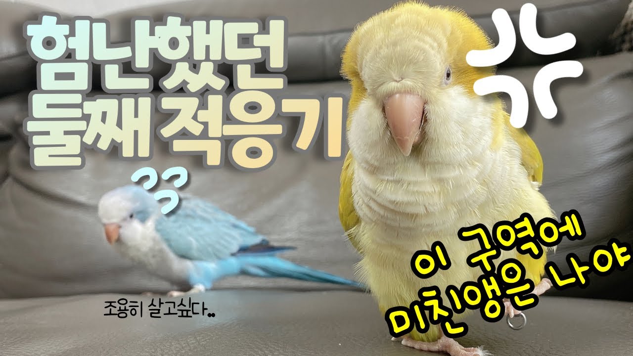 [앵두마루] 험난했던 둘째 적응기