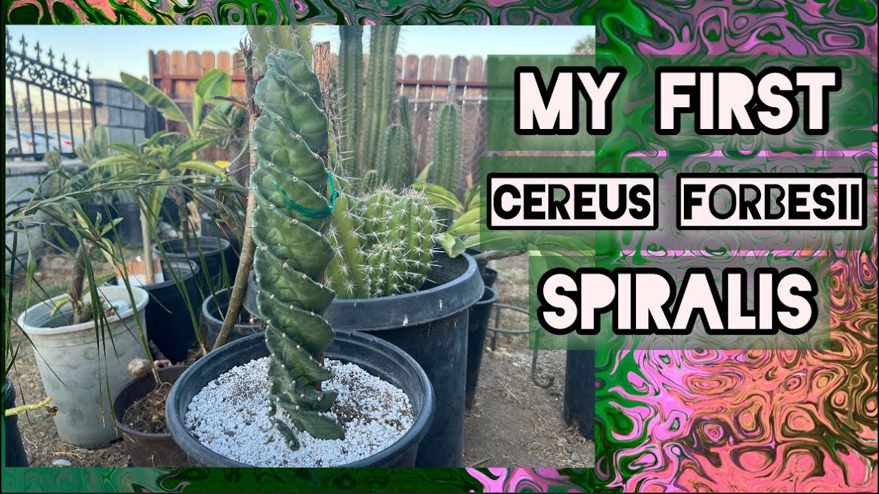 My First Cereus Forbesii Spiralis Cactus aka Spiral cactus 🌀🌵