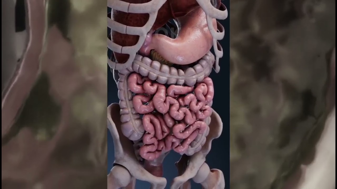 Digestive System Tai